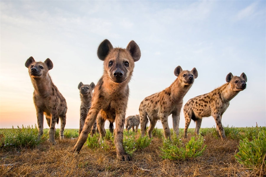 Spotted Hyena, Liuwa Plains - from Venture To Africa