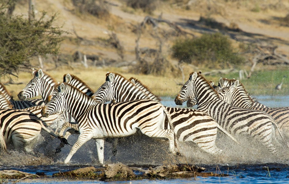 Zebra in Makgadikgadi Pans